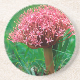 Afrikanische Lilie (Agapanthus Praecox), Mala Mala Untersetzer