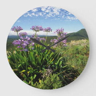 Afrikanische Lilie (Agapanthus praecox), Mossel Ba Große Wanduhr