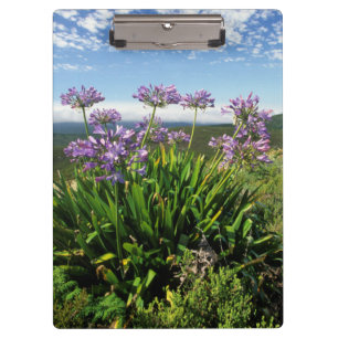 Afrikanische Lilie (Agapanthus praecox), Mossel Ba Klemmbrett