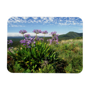 Afrikanische Lilie (Agapanthus praecox), Mossel Ba Magnet