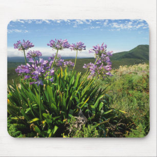 Afrikanische Lilie (Agapanthus praecox), Mossel Ba Mousepad