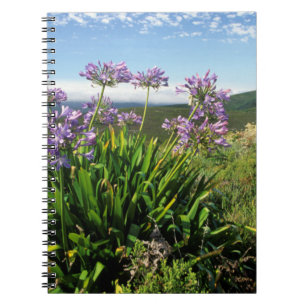 Afrikanische Lilie (Agapanthus praecox), Mossel Ba Notizblock