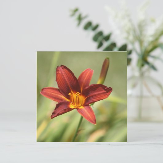 Afrikanische Lily (Stehend Vorderseite)