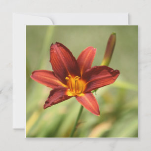 Afrikanische Lily