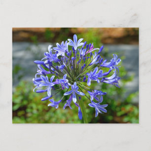 Afrikanische Lily-Blume Postkarte