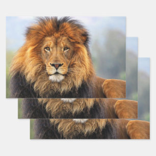 afrikanische Lion 1 Geschenkpapier Set