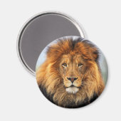 afrikanische Lion 1 Magnet (Vorderseite/Rückseite)