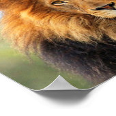 afrikanische Lion 1 Poster (Ecke)