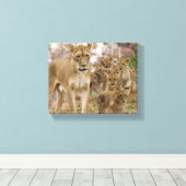 Afrikanische Lion Cubs mit Mutter Leinwanddruck (Insitu (Holzboden))