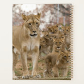 Afrikanische Lion Cubs mit Mutter Planer (Rückseite)