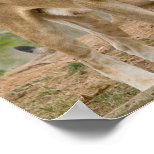 Afrikanische Lion Cubs mit Mutter Poster (Ecke)