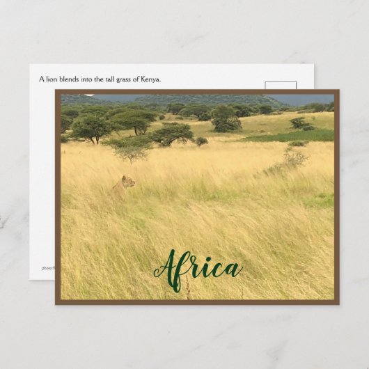 Afrikanische Lion in Kenia Postkarte (Vorne/Hinten)