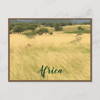 Afrikanische Lion in Kenia Postkarte