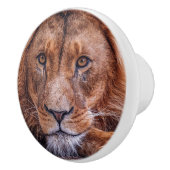 Afrikanische Lion Keramikknauf (Rechts)