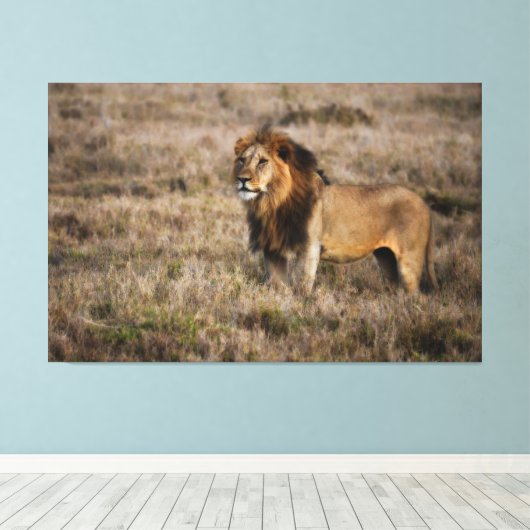Afrikanische Lion Leinwanddruck (Insitu (Holzboden))