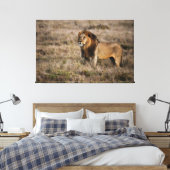 Afrikanische Lion Leinwanddruck (Insitu (Schlafzimmer))