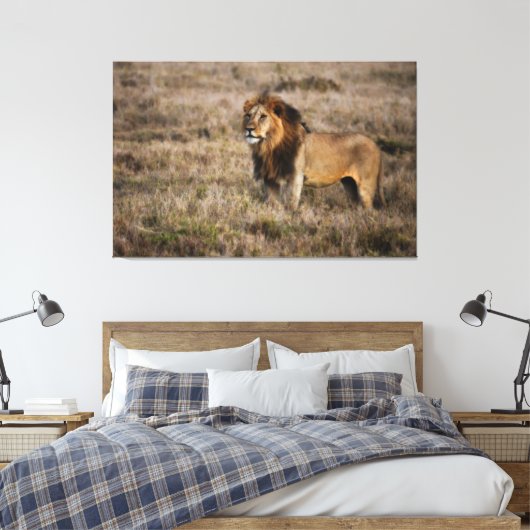 Afrikanische Lion Leinwanddruck (Insitu (Schlafzimmer))
