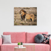 Afrikanische Lion Leinwanddruck (Insitu (Wohnzimmer))