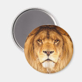 Afrikanische Lion Magnet (Vorderseite/Rückseite)