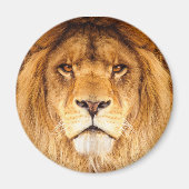Afrikanische Lion Magnet (Vorne)