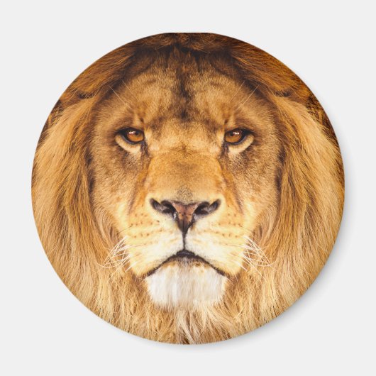 Afrikanische Lion Magnet (Vorne)
