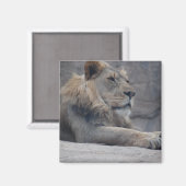 Afrikanische Lion Magnet (Vorderseite/Rückseite)