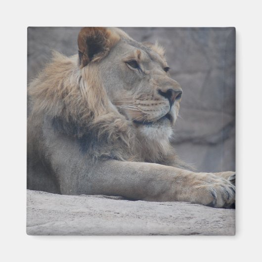 Afrikanische Lion Magnet (Vorne)