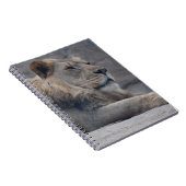 Afrikanische Lion Notizblock (Rechte Seite)