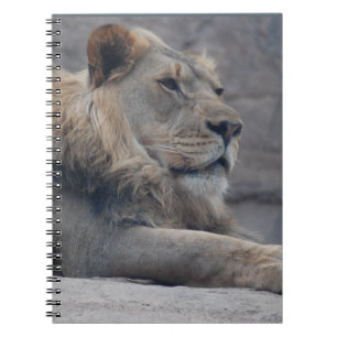 Afrikanische Lion Notizblock