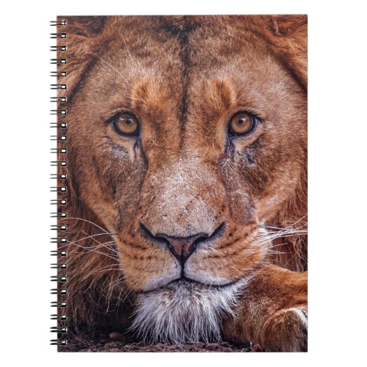 Afrikanische Lion Notizblock (Vorderseite)
