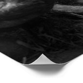 Afrikanische Lion Poster (Ecke)