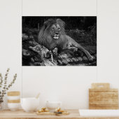 Afrikanische Lion Poster (Küche)
