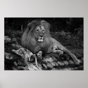 Afrikanische Lion Poster
