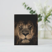 Afrikanische Lion Postkarte (Stehend Vorderseite)