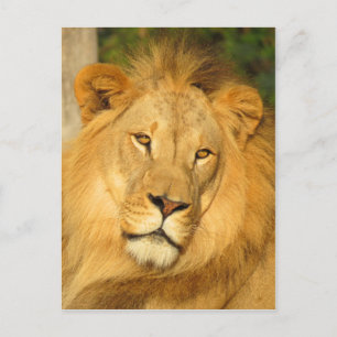 Afrikanische Lion Postkarte