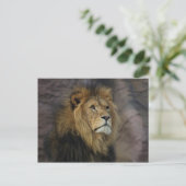 Afrikanische Lion Postkarte (Stehend Vorderseite)