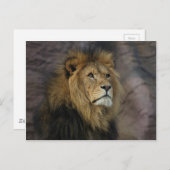Afrikanische Lion Postkarte (Vorne/Hinten)