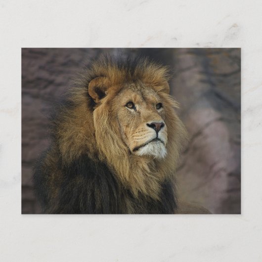 Afrikanische Lion Postkarte (Vorderseite)
