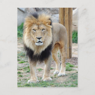 Afrikanische Lion Postkarte