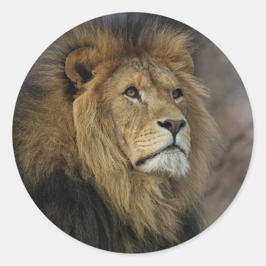 Afrikanische Lion Runder Aufkleber (Vorderseite)