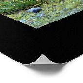 Afrikanische Lioness Poster (Ecke)