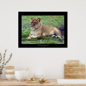 Afrikanische Lioness Poster (Küche)