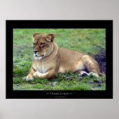 Afrikanische Lioness Poster (Vorne)