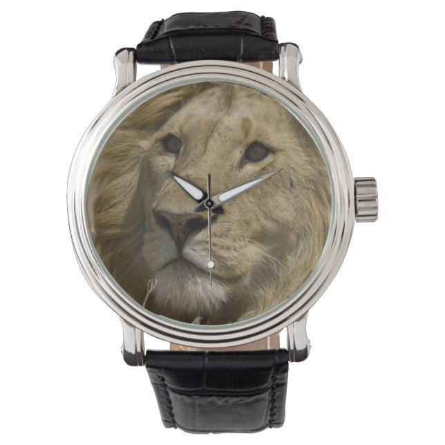Afrikanische Löwe, Panthera leo, Portrait eines Armbanduhr (Vorderseite)