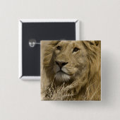 Afrikanische Löwe, Panthera leo, Portrait eines Button (Vorne & Hinten)