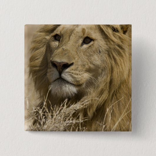 Afrikanische Löwe, Panthera leo, Portrait eines Button (Vorderseite)