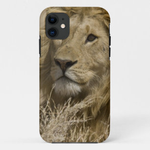 Afrikanische Löwe, Panthera leo, Portrait eines Case-Mate iPhone Hülle