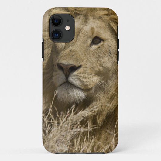 Afrikanische Löwe, Panthera leo, Portrait eines Case-Mate iPhone Hülle (Rückseite)