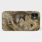 Afrikanische Löwe, Panthera leo, Portrait eines Case-Mate iPhone Hülle (Rückseite (Horizontal))