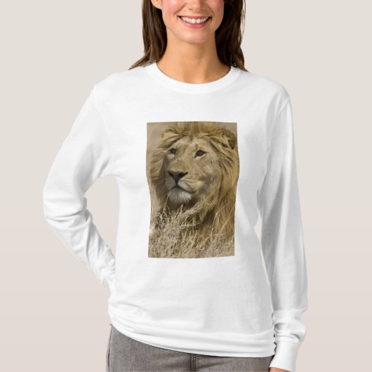 Afrikanische Löwe, Panthera leo, Portrait eines T-Shirt (Vorderseite)